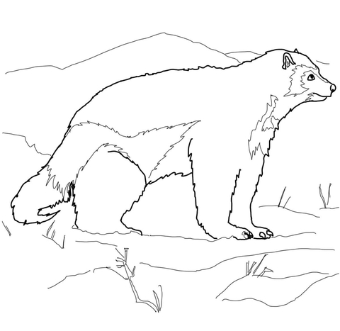 Arctic Wolverine Coloring Page